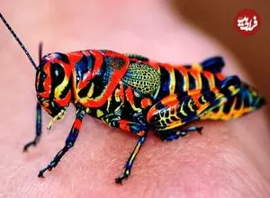 ببینید| ۵ گونه حشره زیبا که باور نمی‌کنید واقعی باشند