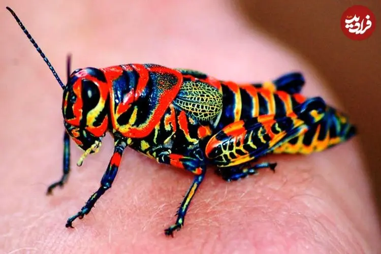 ببینید| ۵ گونه حشره زیبا که باور نمی‌کنید واقعی باشند