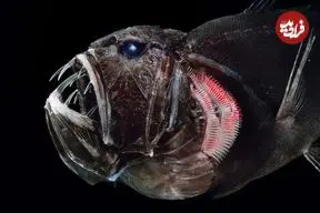 تصاویر| دندان نیش؛ ماهی معروف به غول کوچک با دندان‌هایی ترسناک و مرگبار که در تاریک‌ترین قسمت اقیانوس زندگی می‌کند