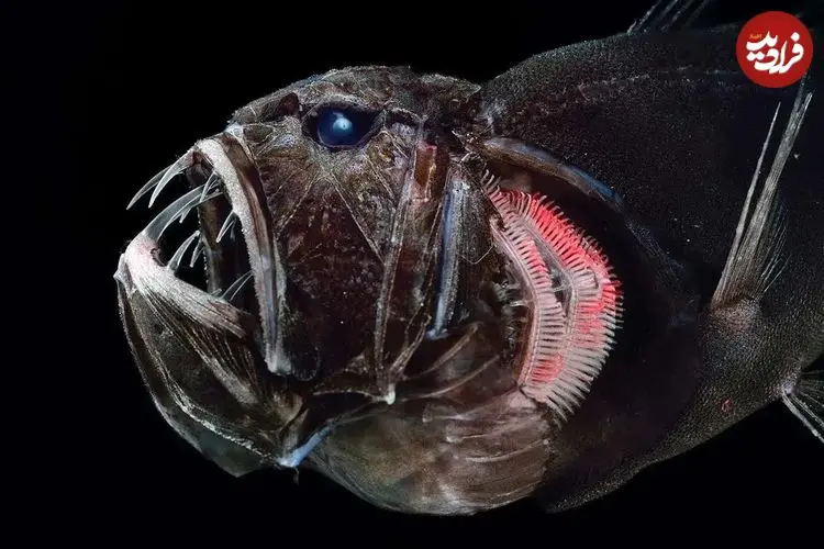 تصاویر| دندان نیش؛ ماهی معروف به غول کوچک با دندان‌هایی ترسناک و مرگبار که در تاریک‌ترین قسمت اقیانوس زندگی می‌کند