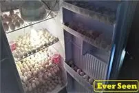 (ویدئو) چگونه یخچال قدیمی را به راحتی به دستگاه جوجه کشی 300 عددی تبدیل کنیم؟