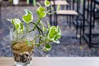 عکس| ۱۵ گیاه آپارتمانی که فقط و فقط در آب رشد می‌کنند