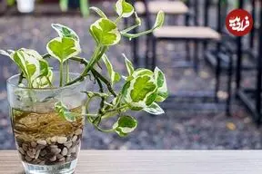 عکس| ۱۵ گیاه آپارتمانی که فقط و فقط در آب رشد می‌کنند