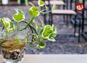 عکس| ۱۵ گیاه آپارتمانی که فقط و فقط در آب رشد می‌کنند