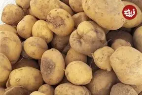 قیمت سیب‌زمینی رسما اعلام شد؛ هر کیلو سیب‌زمینی را در مغازه‌ها چند باید بخریم؟