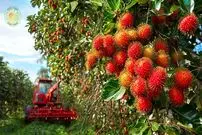 ببینید| چگونه کشاورزان تایلندی صدها کیلوگرم رامبوتان را برداشت می کنند؟