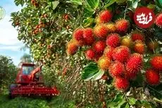 ببینید| چگونه کشاورزان تایلندی صدها کیلوگرم رامبوتان را برداشت می کنند؟