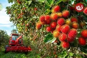 ببینید| چگونه کشاورزان تایلندی صدها کیلوگرم رامبوتان را برداشت می کنند؟