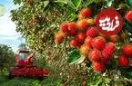 ببینید| چگونه کشاورزان تایلندی صدها کیلوگرم رامبوتان را برداشت می کنند؟