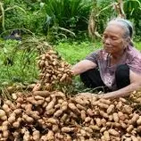 ببینید| غذای روستایی در چین؛ کاشت و برداشت بادام زمینی و پخت غذاهای متنوع با آن