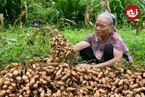 ببینید| غذای روستایی در چین؛ کاشت و برداشت بادام زمینی و پخت غذاهای متنوع با آن