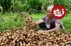 ببینید| غذای روستایی در چین؛ کاشت و برداشت بادام زمینی و پخت غذاهای متنوع با آن