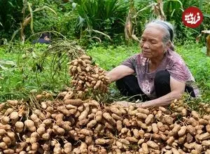 ببینید| غذای روستایی در چین؛ کاشت و برداشت بادام زمینی و پخت غذاهای متنوع با آن