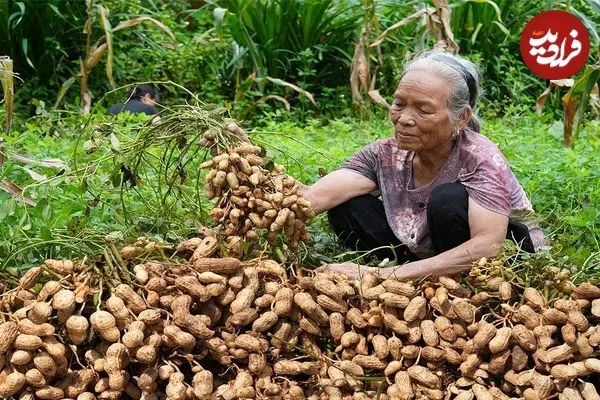 ببینید| غذای روستایی در چین؛ کاشت و برداشت بادام زمینی و پخت غذاهای متنوع با آن