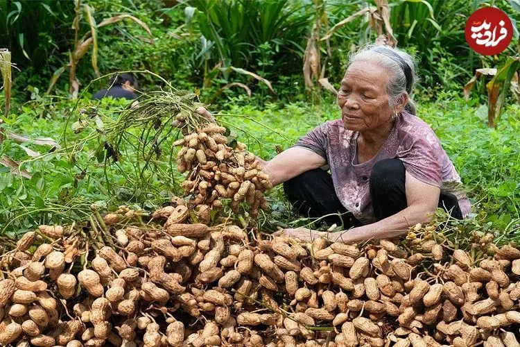 ببینید| غذای روستایی در چین؛ کاشت و برداشت بادام زمینی و پخت غذاهای متنوع با آن