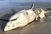 ببینید| حتی بزرگ‌ترین شکارچیان اقیانوس هم از نهنگ‌های قاتل می‌ترسند!