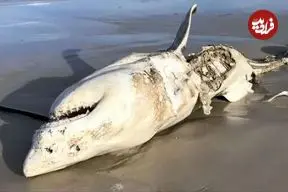 ببینید| حتی بزرگ‌ترین شکارچیان اقیانوس هم از نهنگ‌های قاتل می‌ترسند!