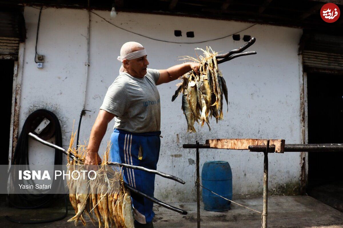 (تصاویر) ماهی‌های دودخانه در بندر انزلی