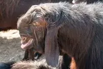 (عکس) ترسناک یا زیبا؛ آشنایی با عجیب‌ترین بز دنیا 