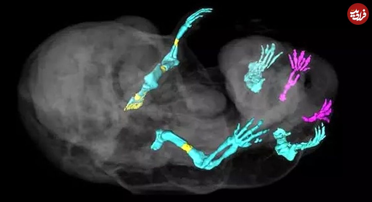 (عکس) اقدام عجیب دانشمندان در یک تحقیق؛ تولد موش های جدید با شش پا!