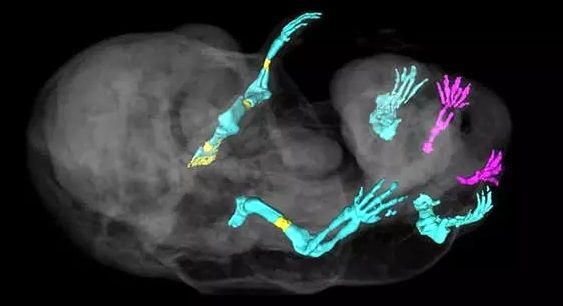 (عکس) اقدام عجیب دانشمندان در یک تحقیق؛ تولد موش های جدید با شش پا!