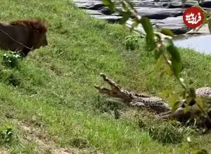 ببینید| تلاش شیر نر برای پس گرفتن شکارش از دو تمساح قلدر!