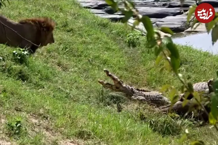 ببینید| تلاش شیر نر برای پس گرفتن شکارش از دو تمساح قلدر!
