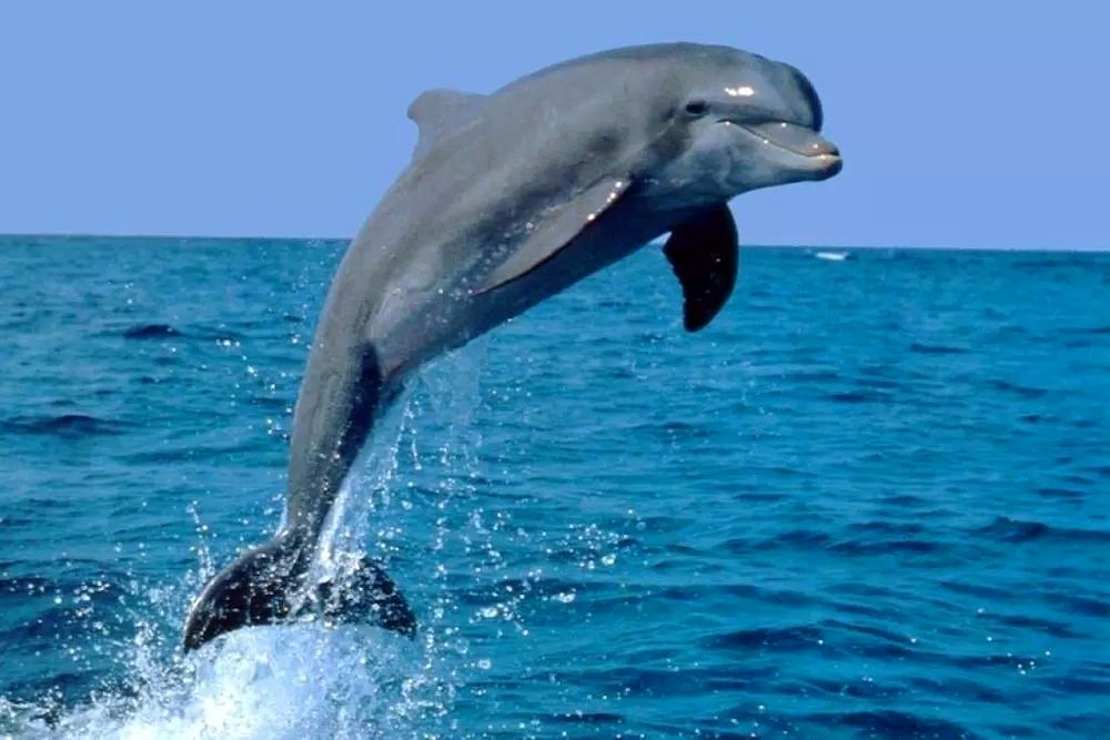 کشف گونه جدید دلفین‌های گوژپشت در آب‌های استرالیا