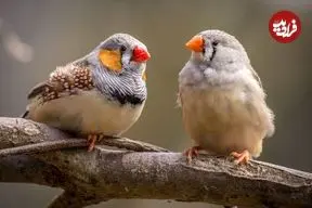 تشابه نوزاد انسان و فنچ راه‌راه/تشویق والدین، یادگیری سخن‌گفتن را سرعت می‌بخشد