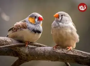 تشابه نوزاد انسان و فنچ راه‌راه/تشویق والدین، یادگیری سخن‌گفتن را سرعت می‌بخشد