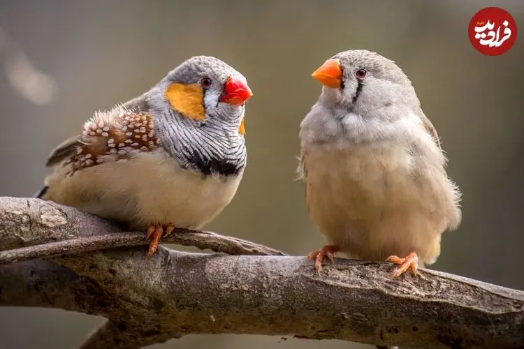 تشابه نوزاد انسان و فنچ راه‌راه/تشویق والدین، یادگیری سخن‌گفتن را سرعت می‌بخشد