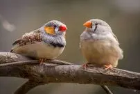 تشابه نوزاد انسان و فنچ راه‌راه/تشویق والدین، یادگیری سخن‌گفتن را سرعت می‌بخشد