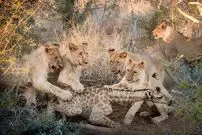 (ویدیو) گیرافتادن بچه زرافه در چنگ گله‌ی شیرها