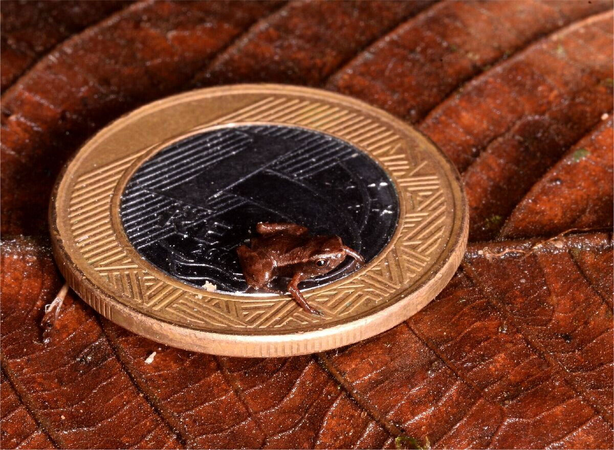 رکوردشکنی عجیب کوچک‌ترین قورباغه جهان!