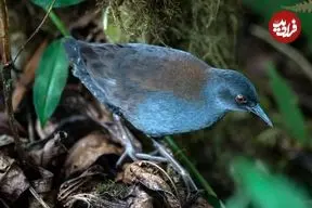 پرواز دوباره پرنده منقرض شده از دل تاریخ