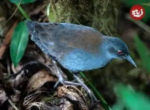 پرواز دوباره پرنده منقرض شده از دل تاریخ