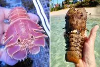 ببینید| لابستر دمپایی؛ یکی از عجیب ترین لابسترهای دنیا