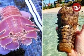 ببینید| لابستر دمپایی؛ یکی از عجیب ترین لابسترهای دنیا