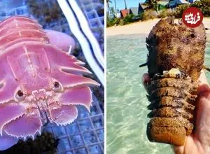ببینید| لابستر دمپایی؛ یکی از عجیب ترین لابسترهای دنیا