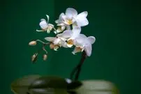 (تصاویر) گران‌ترین گل‌ موجود در جهان