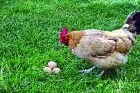 (عکس) این مرغ چهار پا دارد