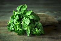 این گیاه دارویی برای آلرژی مفید است