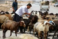 جدول؛ قیمت جدید دام‌زنده ۱۸ مردادماه ۱۴۰۴ اعلام شد؛ گوسفند و گوساله گران شد