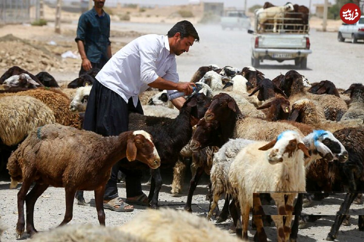 جدول؛ قیمت جدید دامزنده ۱۸ مردادماه ۱۴۰۴ اعلام شد؛ گوسفند و گوساله گران شد
