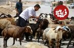 جدول؛ قیمت جدید دام‌زنده ۱۸ مردادماه ۱۴۰۴ اعلام شد؛ گوسفند و گوساله گران شد