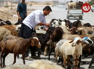 جدول؛ قیمت جدید دام‌زنده ۱۸ مردادماه ۱۴۰۴ اعلام شد؛ گوسفند و گوساله گران شد