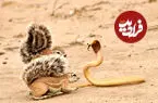 ببینید| حمله جسورانه یک سنجاب به مار برای نجات دوستش