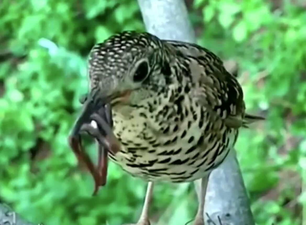 تصاویر لحظه دیدنی غذا دادن یک پرنده به جوجه‌هایش 