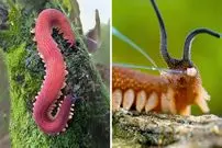 ببینید| کِرم  مخملی؛ یک کِرم زیبا با سلاحی عجیب و مخفی