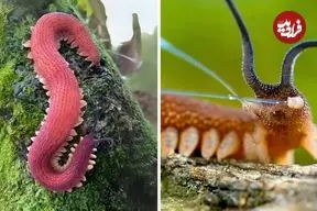 ببینید| کِرم  مخملی؛ یک کِرم زیبا با سلاحی عجیب و مخفی